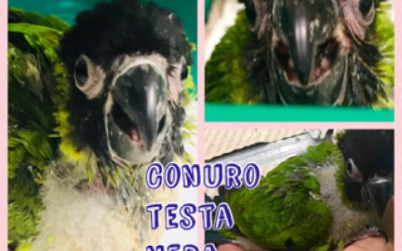 CONURO TESTA NERA BABY 