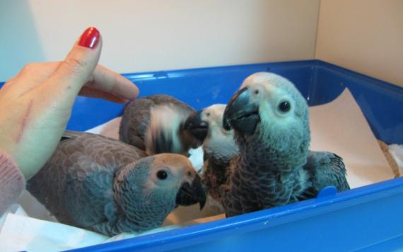 CENERINI ALLEVATI A MANO